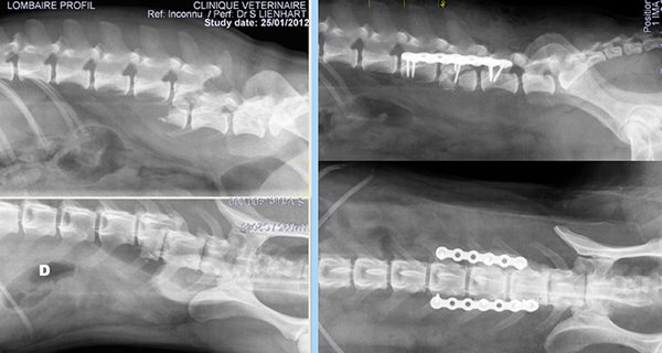 Ostéosynthèse Unilock du rachis chien